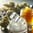 Concentrates icon
