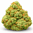 Flower icon
