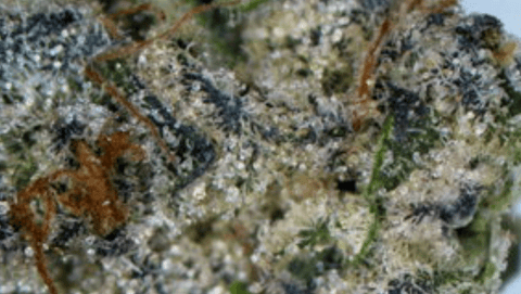 Kush Mints - FLOWER