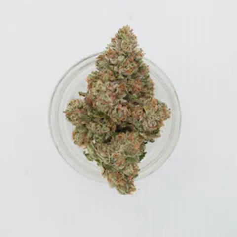 Meowy Jane | Gypsie Road 3.5 Grams