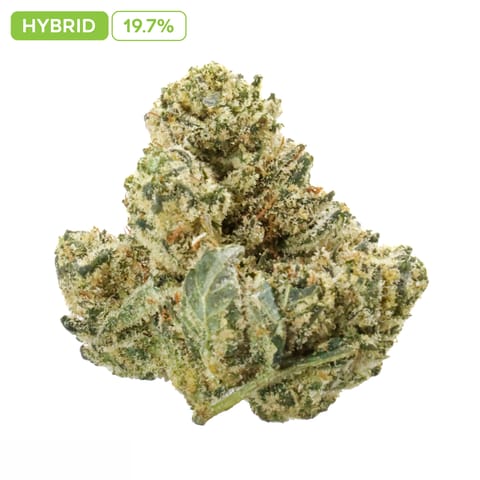 GG4