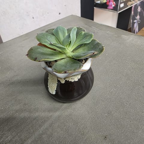Faith McClurg Small Pot