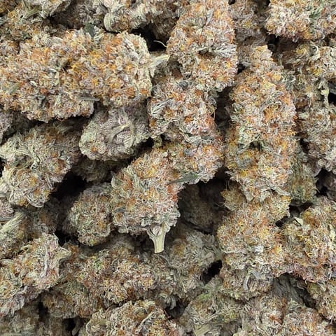 Pink Mimosa