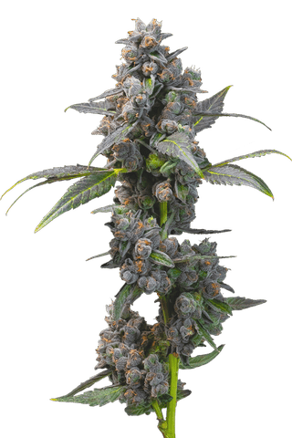 Flower | 3.5g | Hybrid | Apples & Bananas