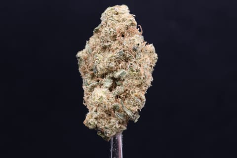 Dutch Treat (Sunlight Ridge)