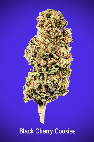 Maggie's Signature Stash | Black Cherry Cookies S | Loose Flower