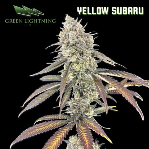 Yellow Subaru (3.5g)