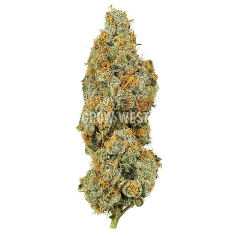 Black Maple - 3.5g