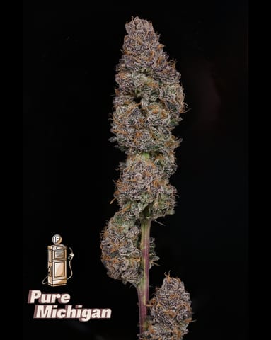 BLUE SHELF DELI FLOWER - PURE MICHIGAN (I/H)