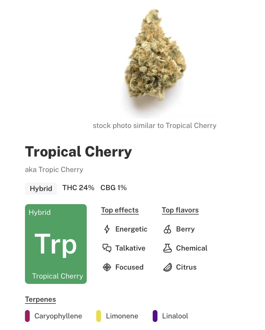 Pink Trop Cherry- Buds