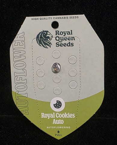 Auto Flowering Seeds - Royal Cookies Auto