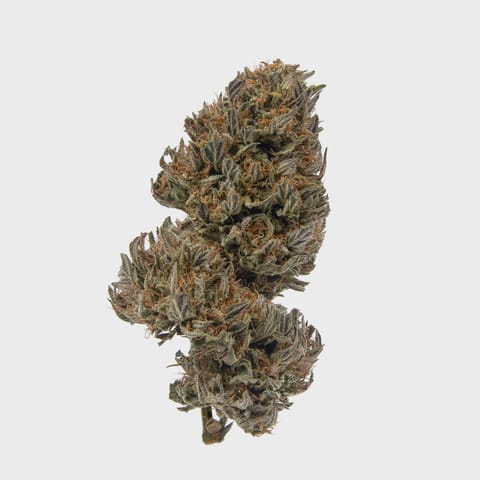 Maggie's Classic Cuts | Gelato Cake | I | Loose Flower