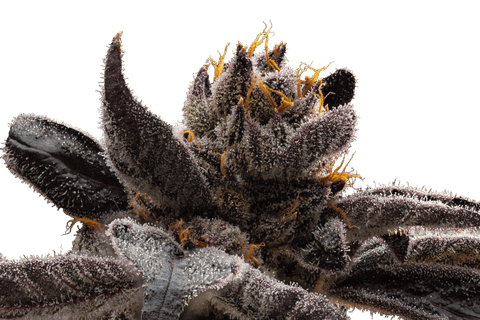 Gruntz | 3.5g