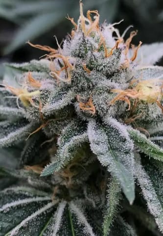 Kaya - Frozen Papaya - (S) Flower