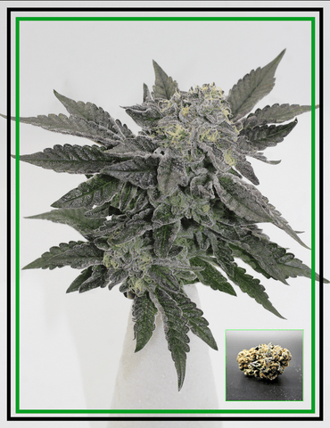 Buds - Snow Globe