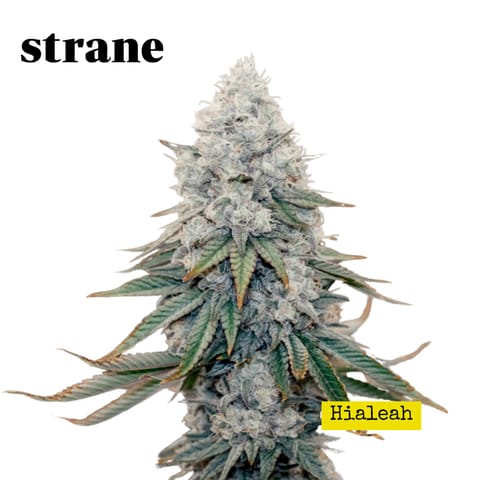 Strane | Flower | - Highaleah | 3.5g Bag