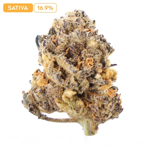 Bangkok Purple 4g