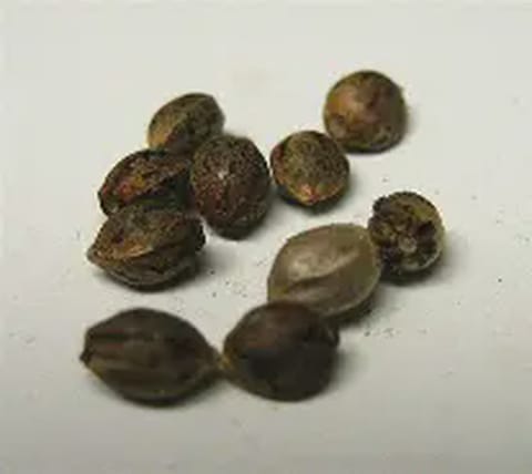 Pigs In Space 6 Pack Feminized Seeds