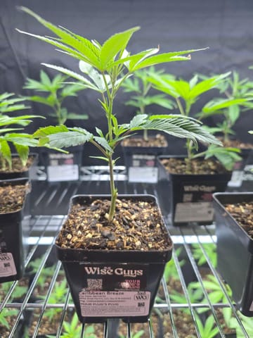 Caribbean Breeze Clone | Wise Guys