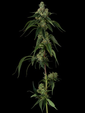 Melted Strawberries #10, Flower - 3.5g