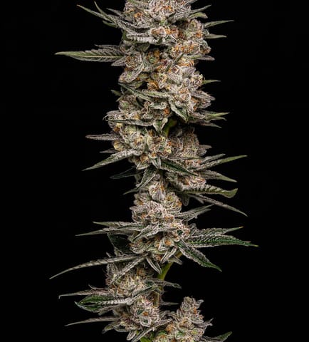 Cap Junky (Resin Ranchers)