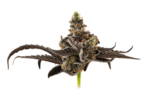 Illemonati | 3.5g