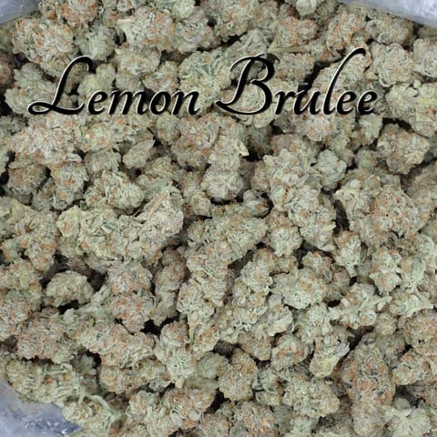 Lemon Brulee by Scorpion Grass