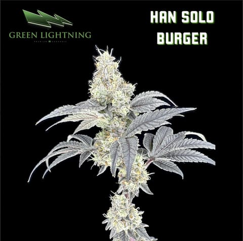 Han Solo Burger (3.5g)