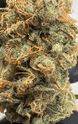 Super Lemon Haze