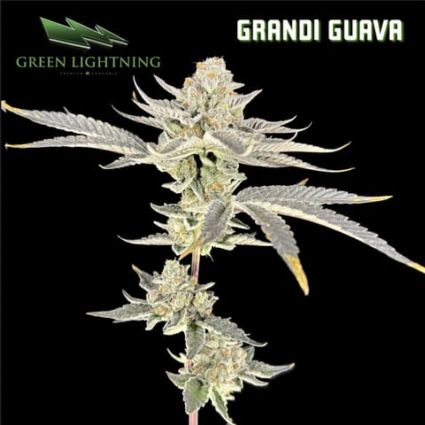 Grandi Guava - Smalls (7g)