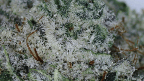 Superglue - FLOWER