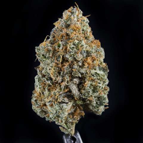 RD - PURPLE AK BULK PLATINUM TIER BUD