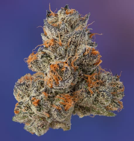 KRYPTOCHRONIC