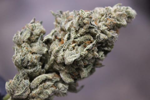 Gorilla Glue #4