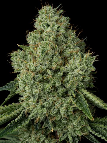 Stardawg, Flower - 28g smalls