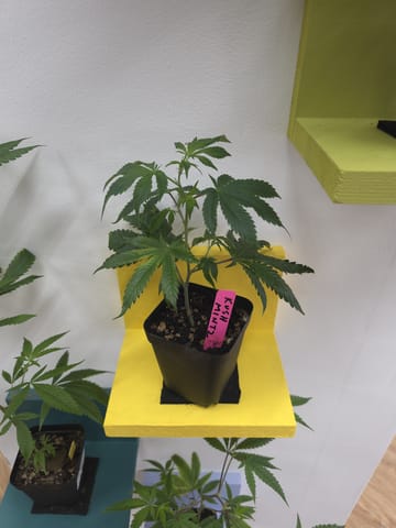 Portal Cannabis | Kush Mintz clone