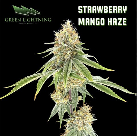 Strawberry Mango Haze (3.5g)