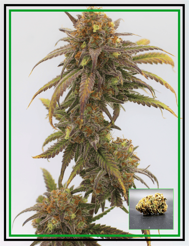 Buds - Emerald Triangle