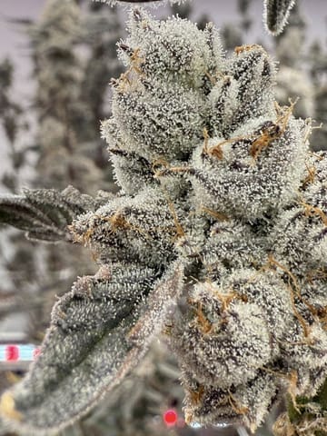 Strawberry 2.1 by Stoned Cold
