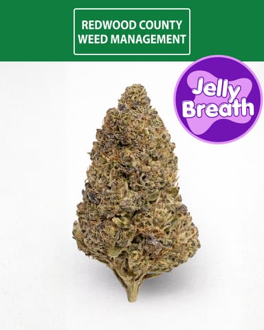 Jelly Breath | 3.5gm