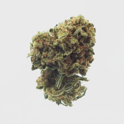 Maggie's Classic Cuts | Happy Camper | I | - Loose Flower