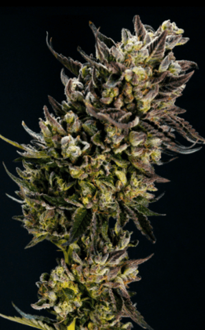 Pie Scream by Animas Cannabis