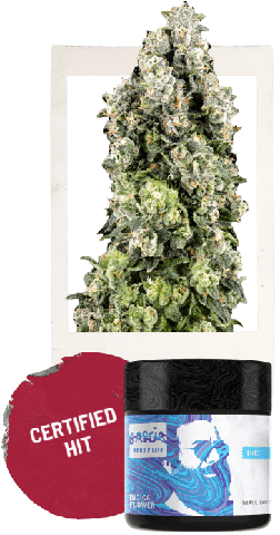 Garcia Hand Picked | Flower | - Florida Kush | 3.5g Bag