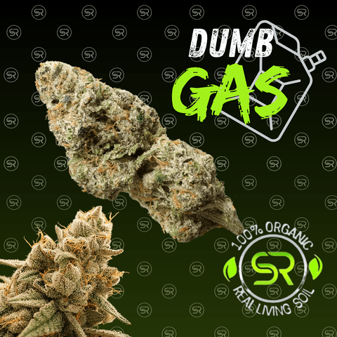 Dumb Gas (Buds)