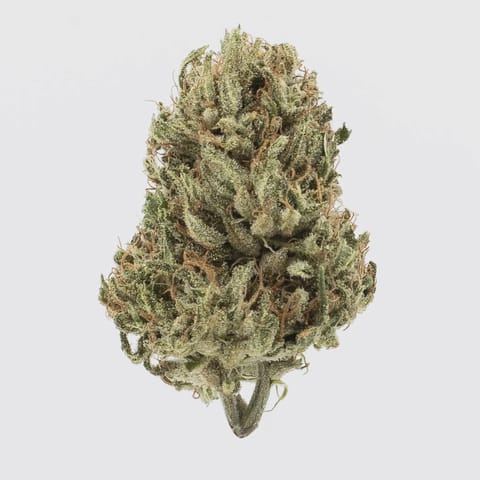 Maggie's Classic Cuts | Clementine Kush | H | | Loose Flower