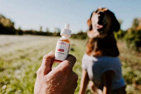 Pet CBD Oil 500 mg Full-Spectrum