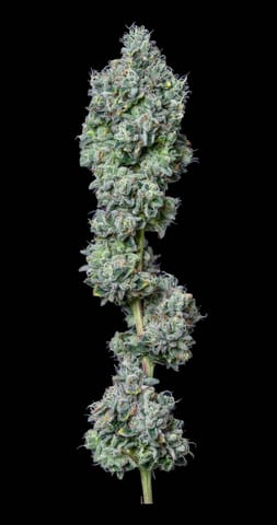 Alt Sol | Gelatti Mints | 3.5g