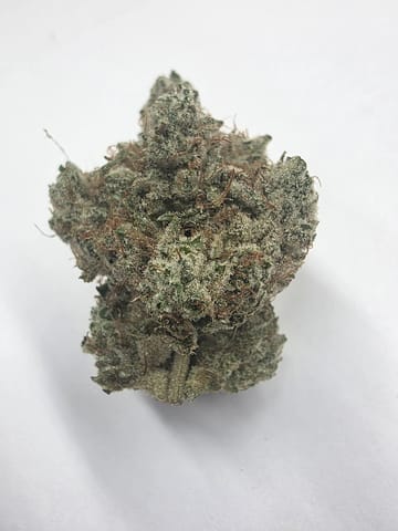 Tao Gardens | True Glue