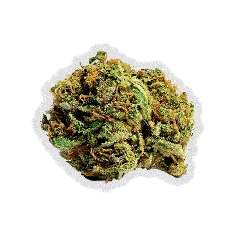 North Star OG {Pure Sativa} ~ Bulk