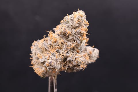 Purple Afghan Kush (Lofty)